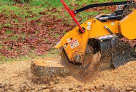 Reliable Harrison, NJ Tree Services Solutions