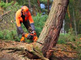 Tree and Shrub Care in Harrison, NJ